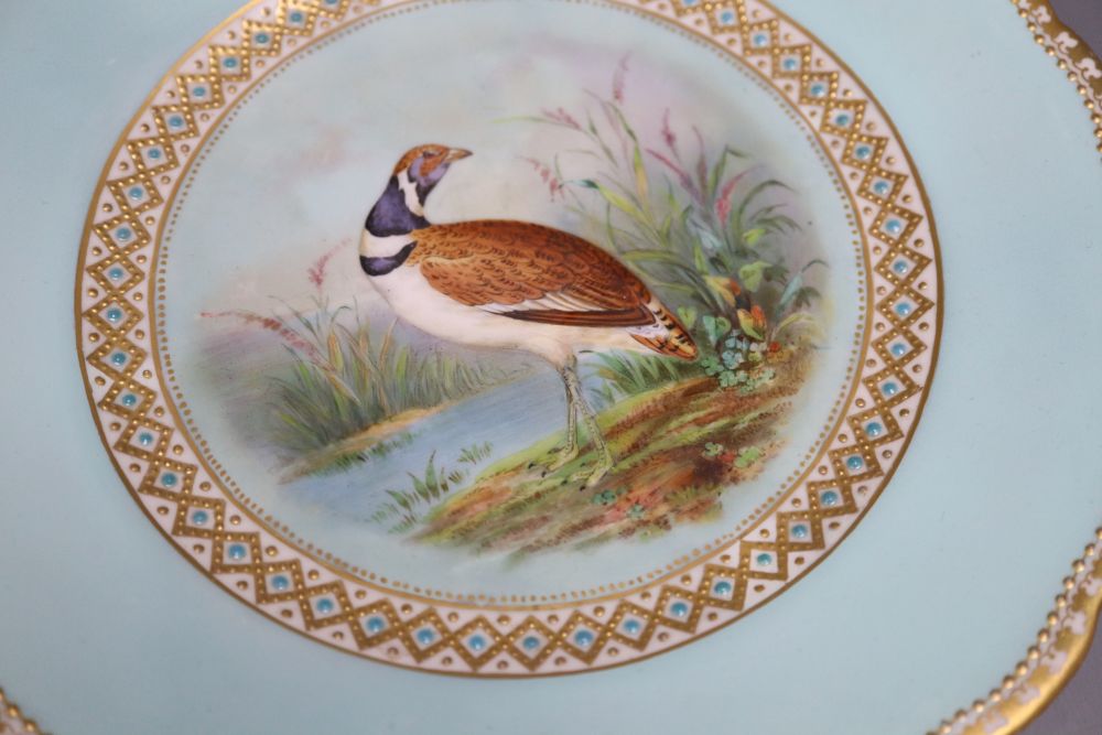 A quantity of R.G. Scrivener & Co Ornithological specimen plates